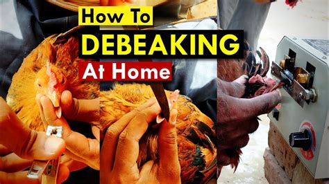 How To Debeak A Chicken At Home Beak Trimming At Home Youtube