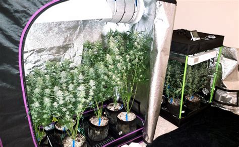 Growing Weed Indoors For Beginners Herbies Seeds UK