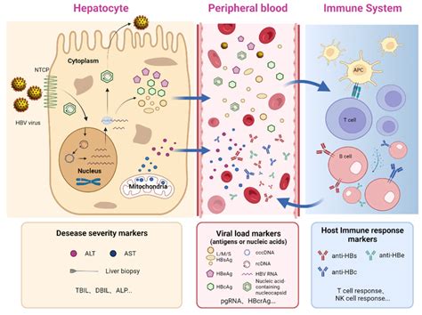 Viruses Free Full Text Hepatitis B Core Antibody Level A Surrogate