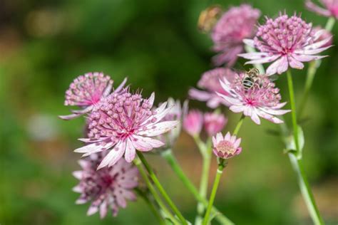 Astrantia: planting, care & propagation - Plantura