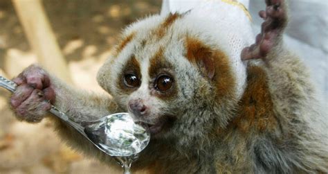 The Slow Loris, The Primate With A Surprisingly Deadly Venom