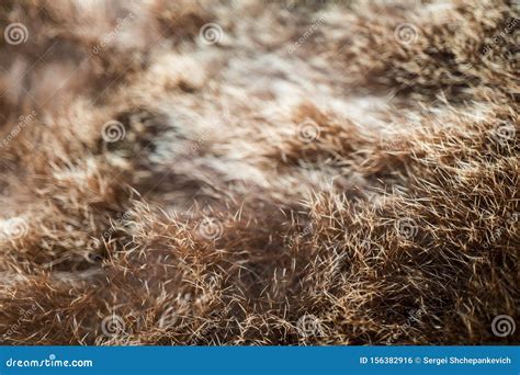 Bear fur texture stock photo. Image of hair, clothing - 156382916