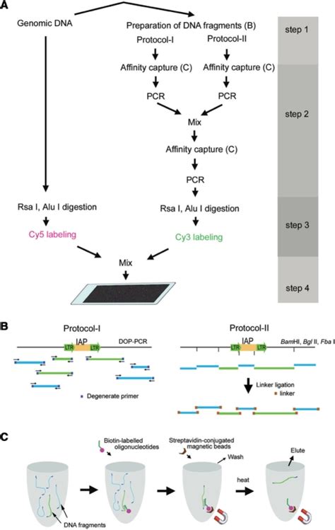 Outline Of The Procedure For Isolating Genomic Dna Fragments Containing