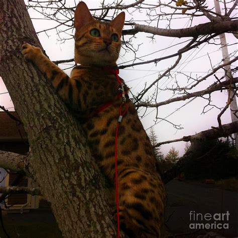 Tree Climbing Bengal Cat Photograph by Barbara A Griffin - Pixels