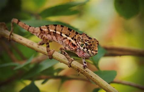 7 Tips for Baby Chameleon: Caring & Facts