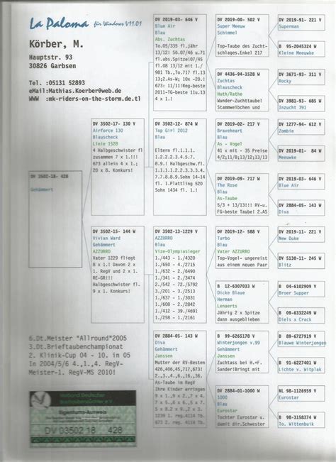 Brieftauben Auktion De 428 W Sohn Blue Air X Tochter Azzurro