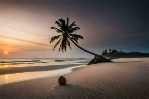 Coconut Tree Beach Stock Photos, Images and Backgrounds for Free Download