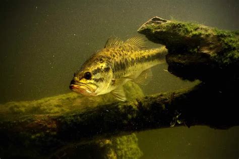 Best Bass Fishing In Georgia Life In The Usa