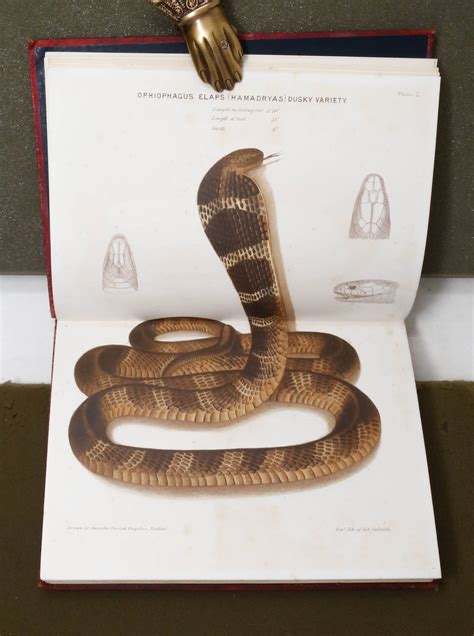 Poisonous Snakes Of The World A Manual For Use By 2