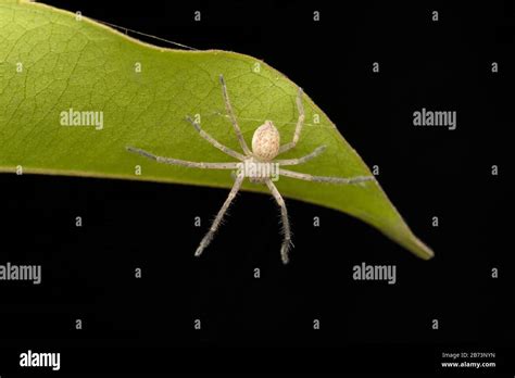 Aggressive Olios Milleti Huntsman Spider Sparassidae Pune