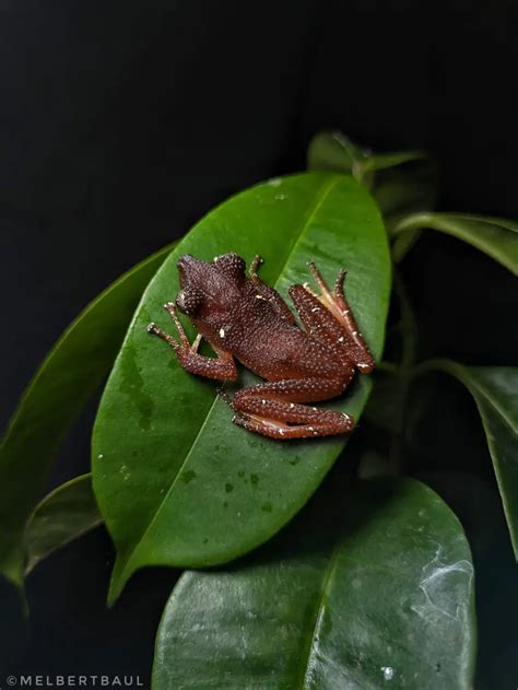 Rare Spiny Tree Frog Spotted In Gingoog City Misamis Oriental