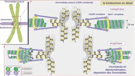 Fonctions Des Microtubules 4 Le Cytosquelette Biologie Cellulaire