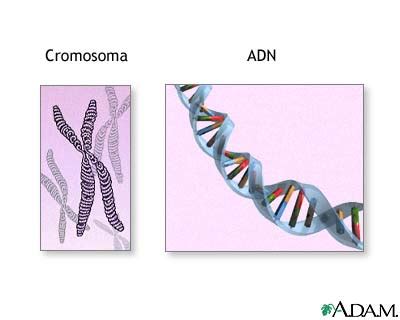 Cromosomas y ADN MedlinePlus enciclopedia médica illustración