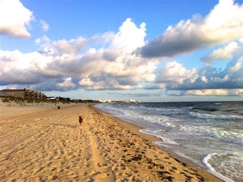 Bodie's Guide to Dog-Friendly Virginia Beaches - Bodie On The Road