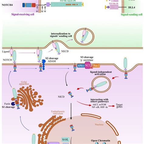 Canonical And Non Canonical Notch Signaling Pathway A Schematic Figure Download Scientific