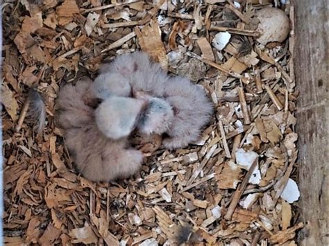 American Kestrel Nest Box Project Update Arizona Central Highlands