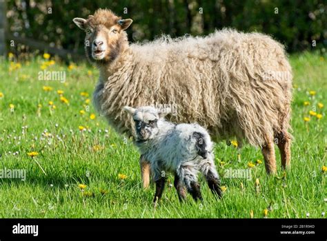 North Ronaldsay Sheep Somerset Stock Photo - Alamy