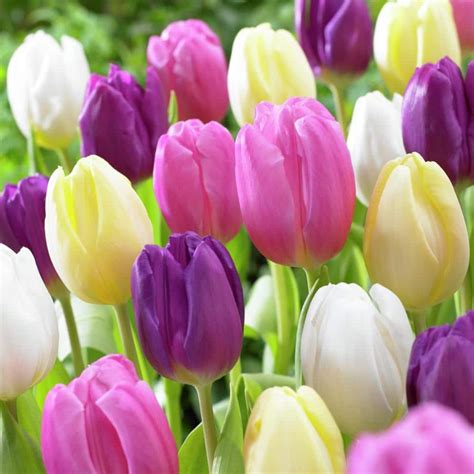 Van Zyverden Tulips Easter Basket Mixture Set Of Bulbs The