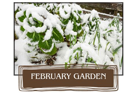 17 Plants to Plant in February: Herbs and Vegetables - The Educated Animal