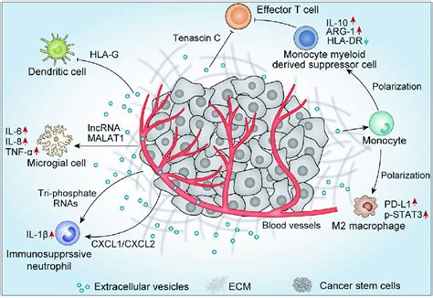 Cancer Stem Cells Derived Evs Promote The Formation Of Tumor Download Scientific Diagram