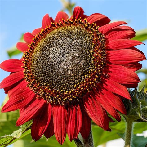 Red Sunflower Seeds-chloriseeds