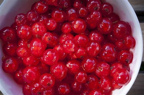 Johannisbeeren Fr Chte Rot Kostenloses Foto Auf Pixabay Pixabay