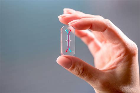 Fda Tests Groundbreaking Human Organs On A Chip