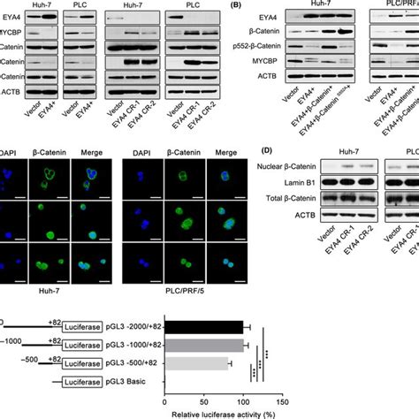 Eya4 Mediates Mycbp By Dephosphorylating β‐catenin At S552 A Western Download Scientific