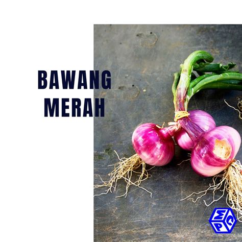 Jenis Jenis Hama Yang Menyerang Bawang Merah Pt Mutiaracahaya Plastindo