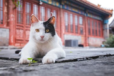 他专注拍摄故宫猫3年多每一张都让人分分钟沦陷 吸猫 杭州19楼