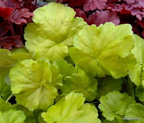 Heuchera World Cafe Romano