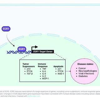 Egr Protein Domains And Post Translational Modifications The Multiple