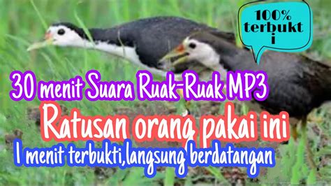 Suara Pikat Ruak Ruak Mp Ampuh Youtube