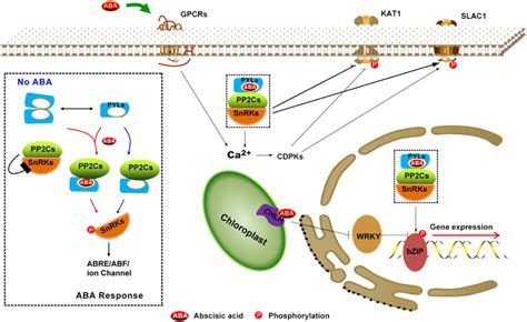 Aba Signaling Pathway