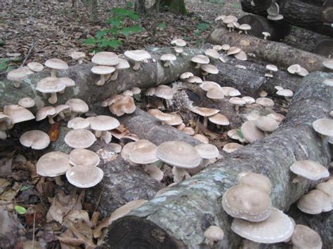 ultimate guides growing mushrooms  logs mushroom mountain