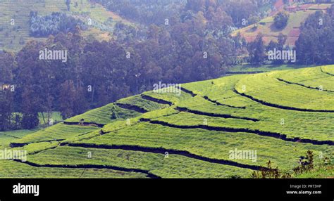 Tea plantations in north western Rwanda Stock Photo - Alamy