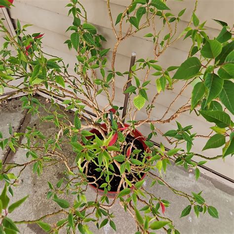 how to care for indoor poinsettia