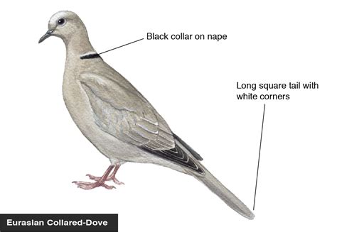 Eurasian Collared-Dove identification diagram | Bird Academy • The ...