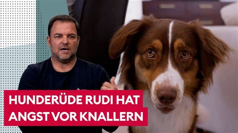 Hund Hat Angst Vor Knallern Hat Was Tun Der Hundeprofi Youtube