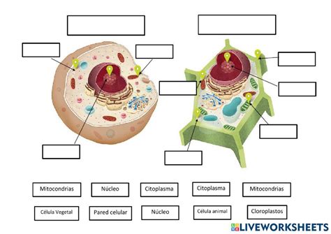 Célula animal y vegetal. PT worksheet | School subjects, Notions, Animals