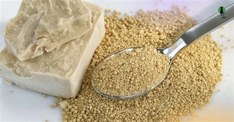 Brewers' Yeast in Cats' Diet - Benefit or Harm (Extensive Research)