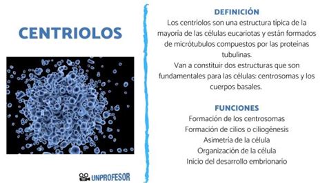 Centriolos Funciones Caracter Sticas Y Estructura Resumen