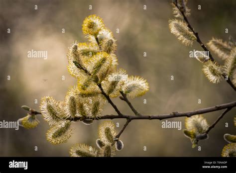 Pussy Willow In Spring In The Uk Stock Photo Alamy