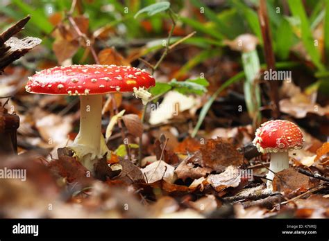 Toadstool Mushroom Hi Res Stock Photography And Images Alamy