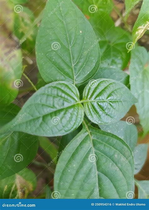 Estas Son Plantas Que Son Cuerpos Naturales Cerca De La Casa Foto De