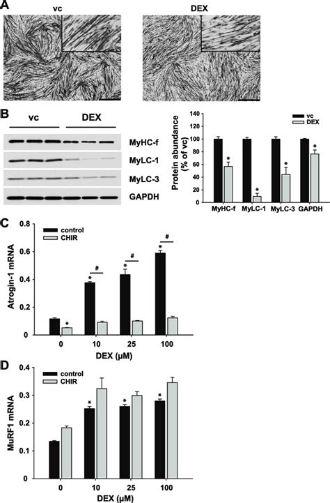 Induction Of Atrogin Murf Mrna Expression By Dexamethasone Dex