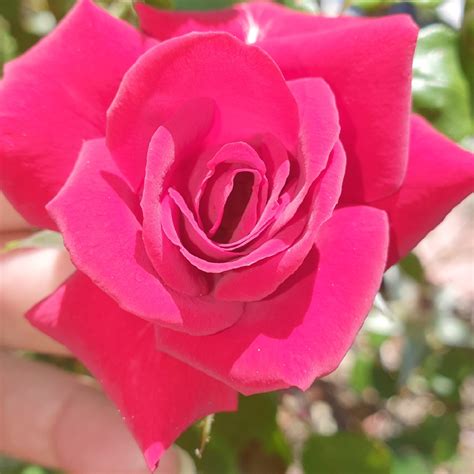 Rosa Chewglorious Syn Rosa Love Knot Rose Love Knot Climbing