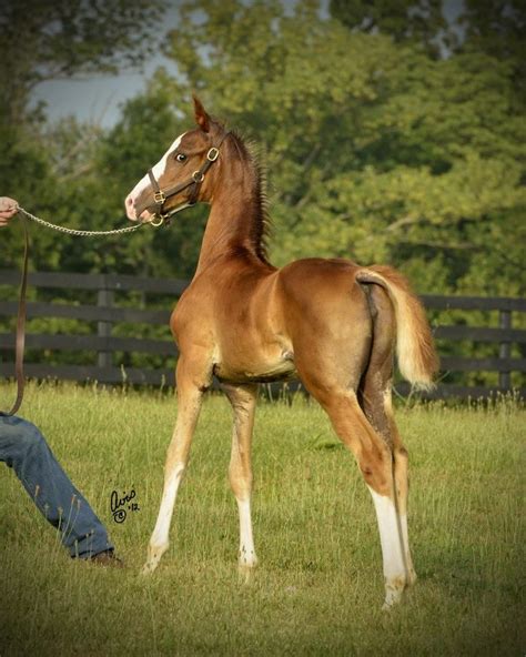 A Young American Saddlebred American Saddlebred Horses American