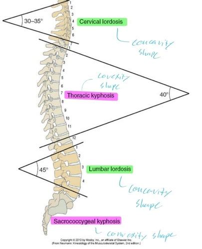 L4 Spine Flashcards Quizlet