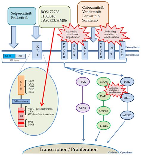 Cancers | Free Full-Text | RET Proto-Oncogene—Not Such an Obvious ...